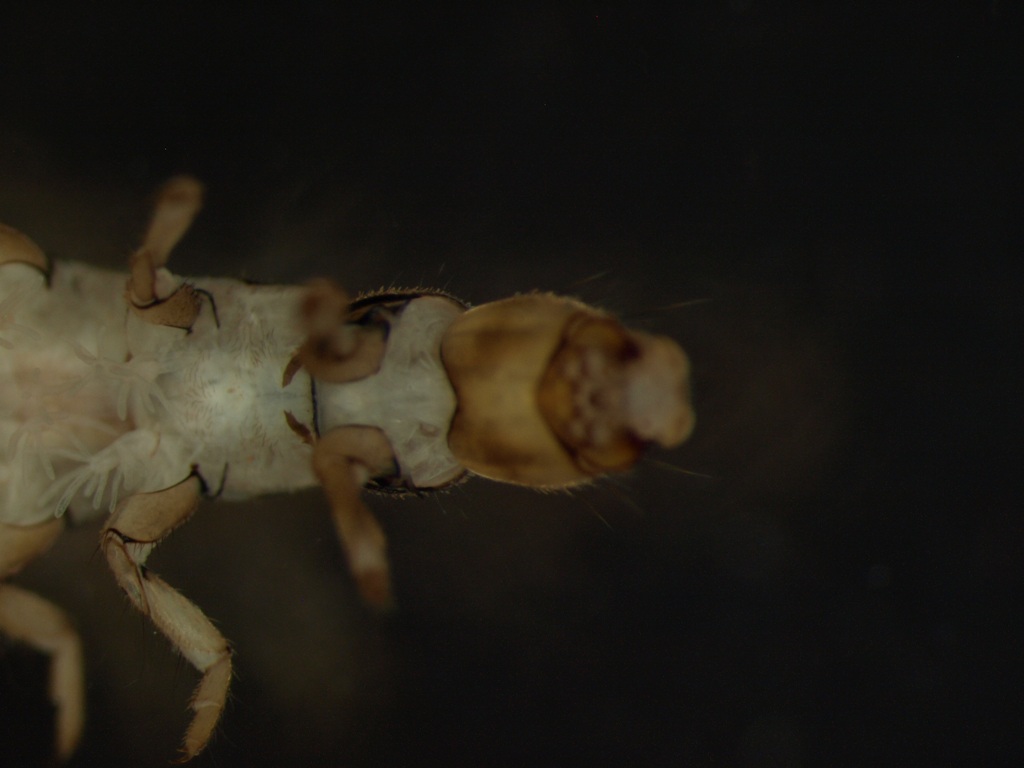 Hydropsyche angustipennis 2